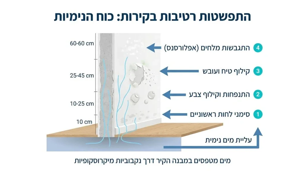 קיר פנימי המציג סימני רטיבות קפילארית והתקלפות צבע בחלקו התחתון